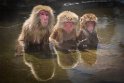 24 Jigokudani Snow Monkey Park
